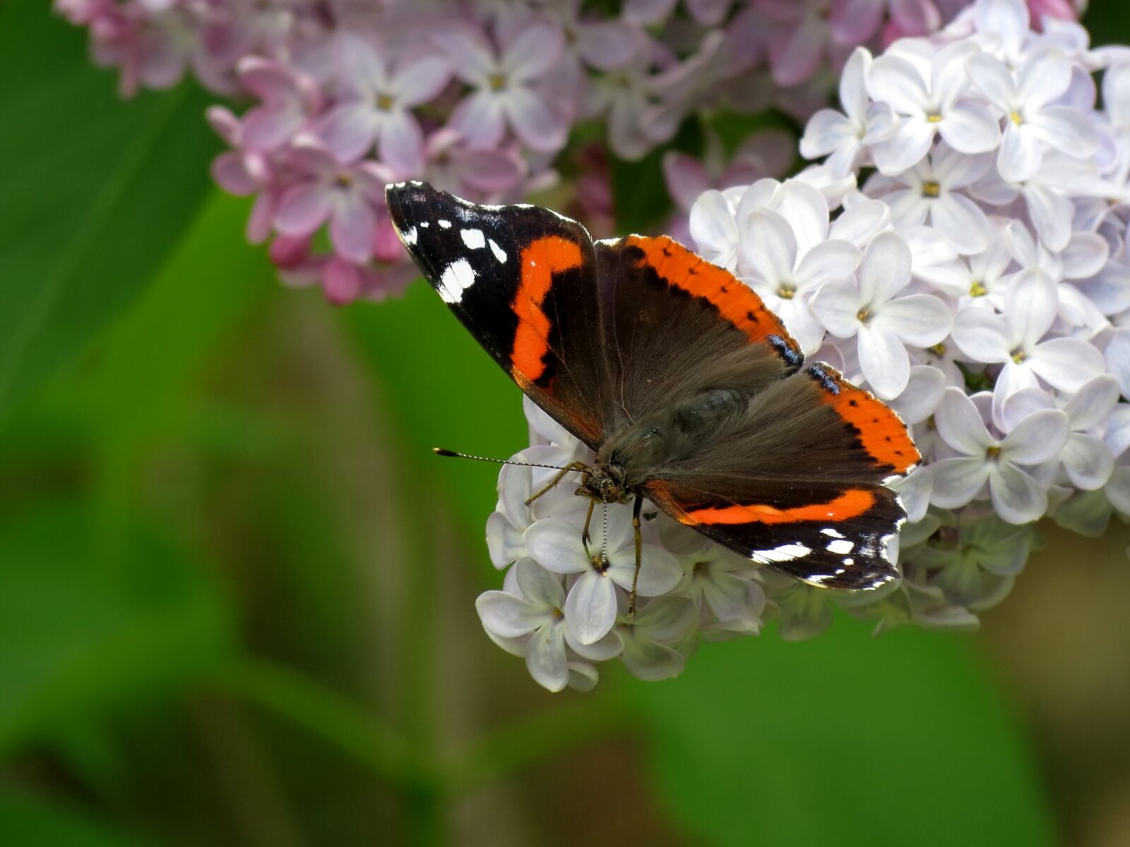 Canon PowerShot SX40 HS sample photo. Nectar, ali, butterfly photography