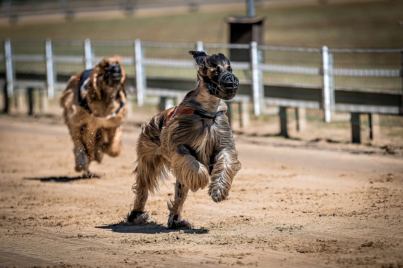 Canon EOS 80D sample photo. Dog racing, greyhounds, dog photography