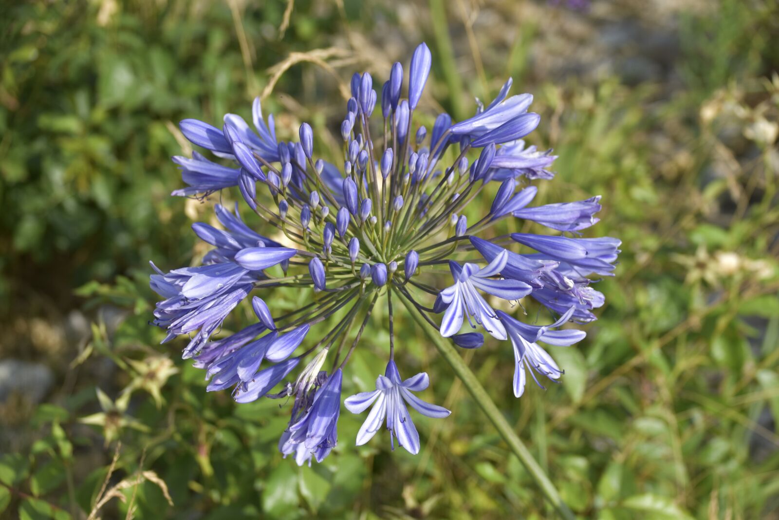 Nikon D5600 sample photo. Flower, agapanthus, blue tuberose photography