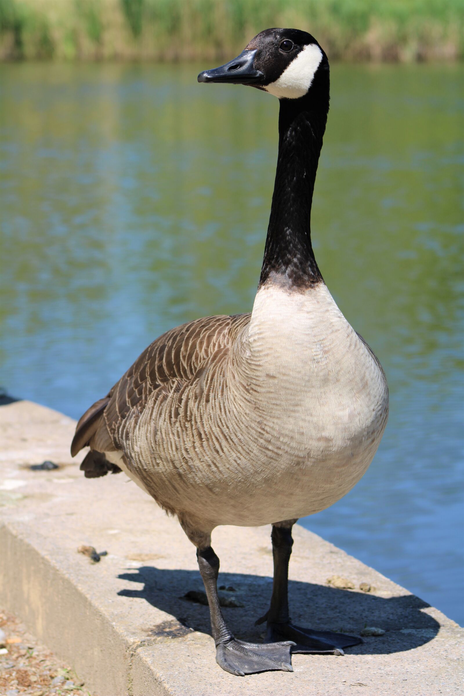 Canon EF75-300mm f/4-5.6 sample photo. Goose, bird, close up photography