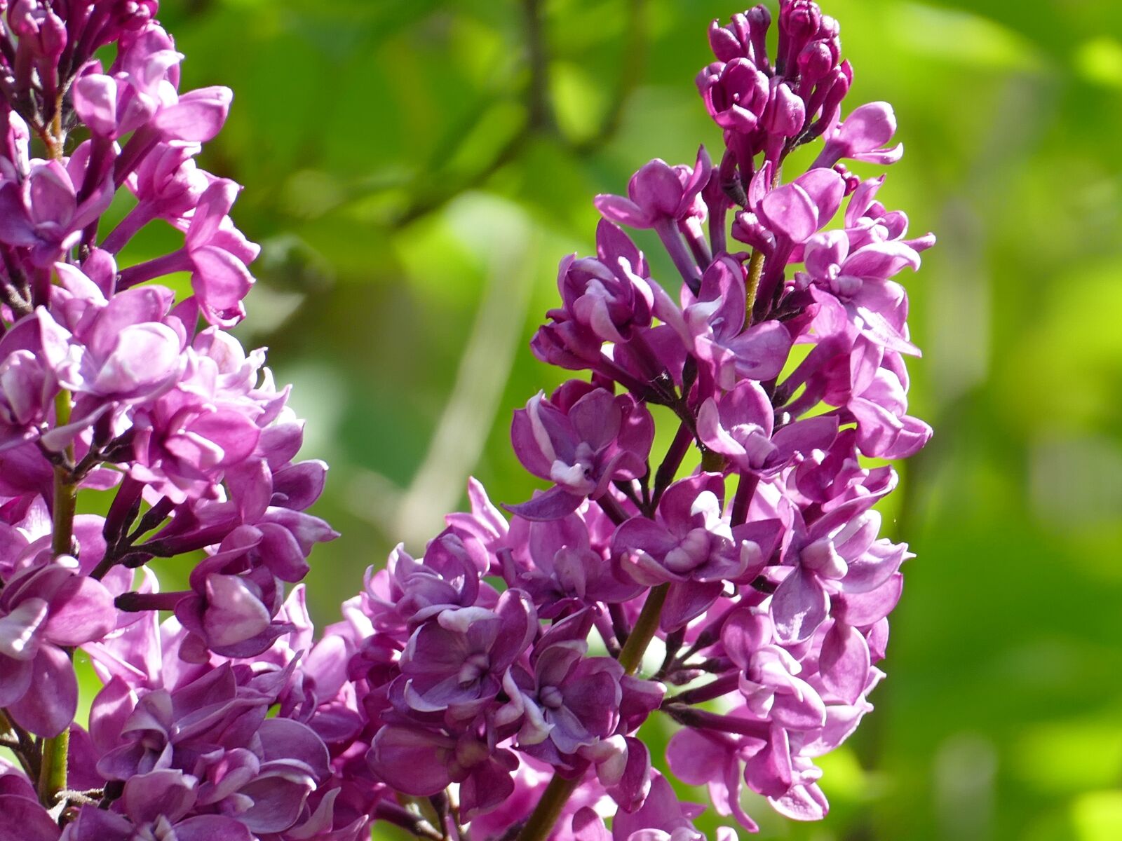 Panasonic Lumix DMC-FZ1000 sample photo. Lilac, purple, bush photography