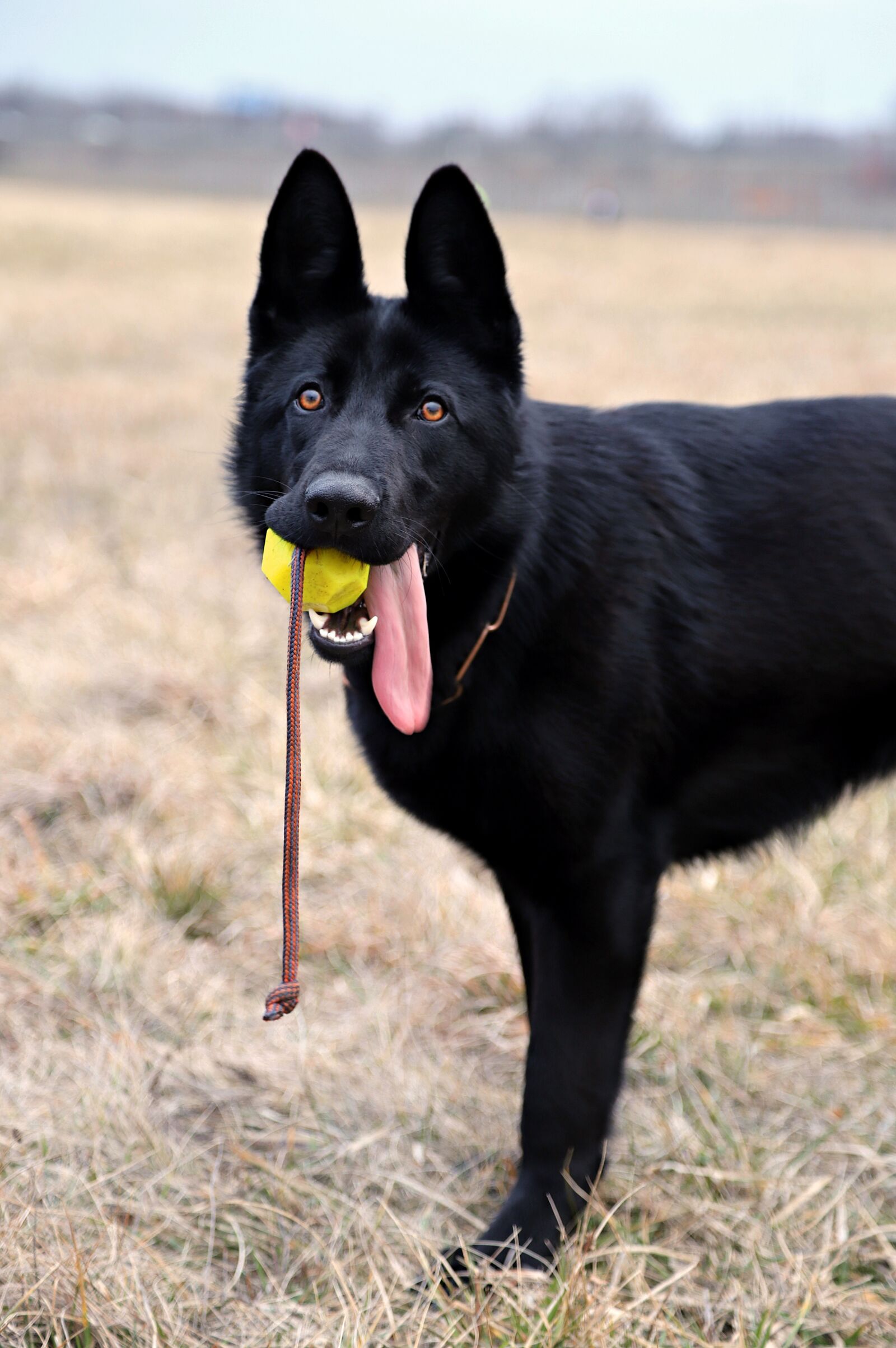 Canon EOS 6D Mark II sample photo. Black german shepherd, dog photography