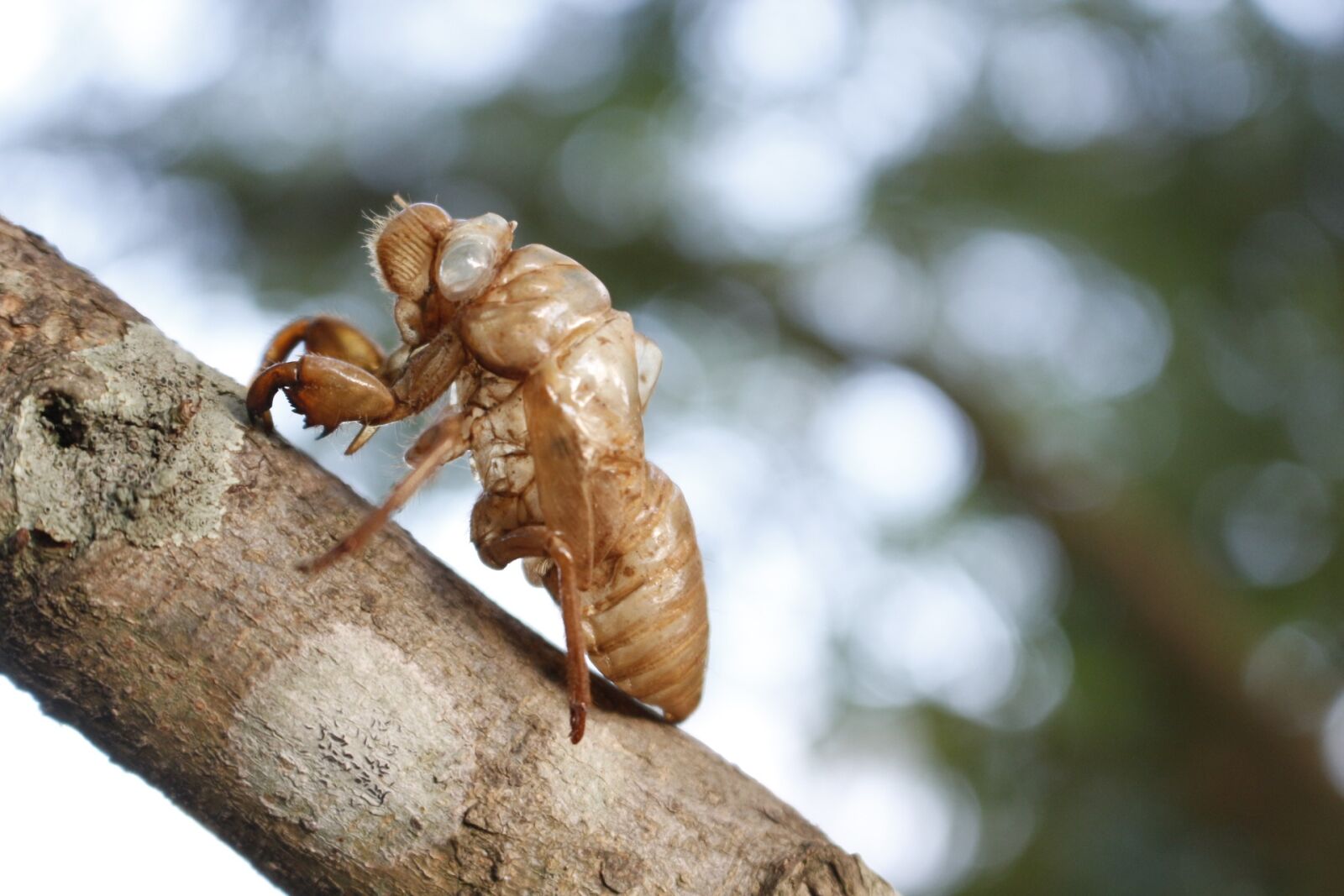 Canon EOS 700D (EOS Rebel T5i / EOS Kiss X7i) sample photo. Cicada, cicada shell, insects photography