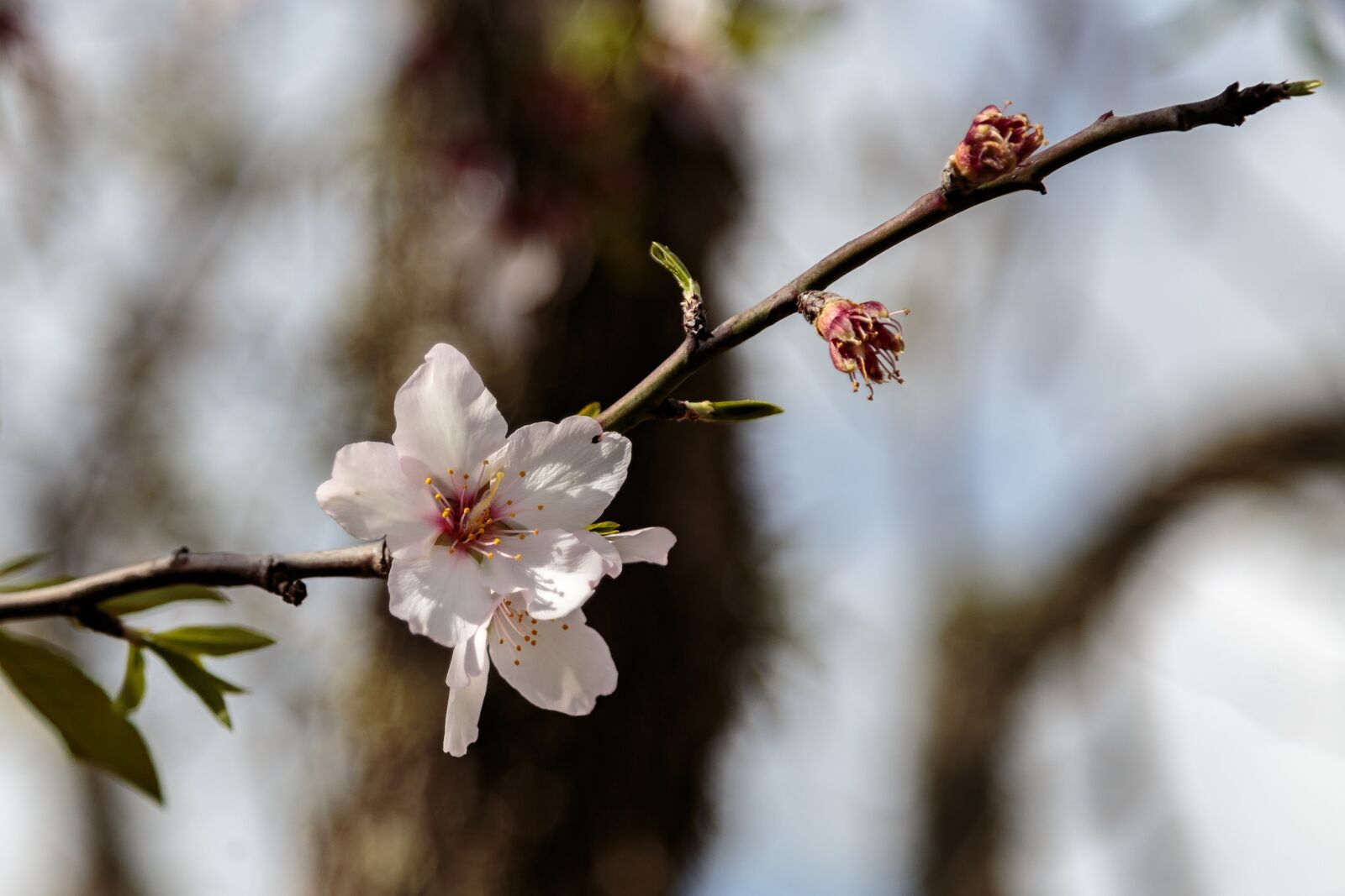 Canon EOS 6D + Canon EF 24-105mm F4L IS USM sample photo. Blossom, bloom, mallorca photography