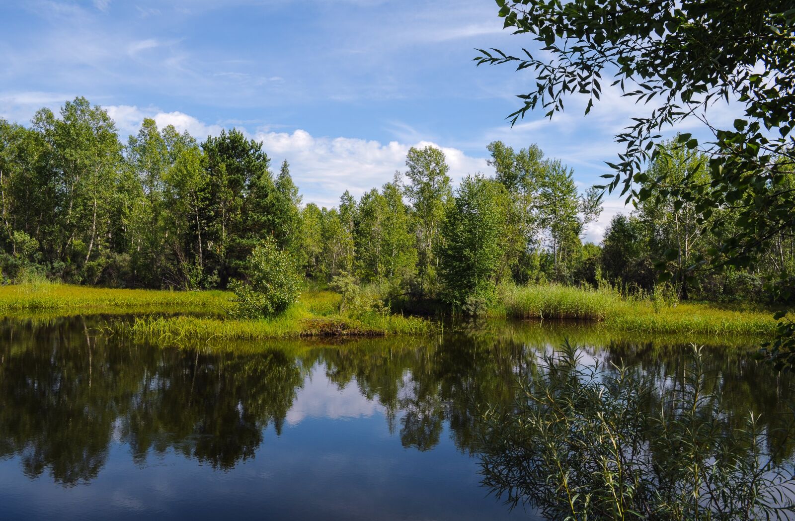 Nikon D5000 sample photo. Summer, background, trees photography