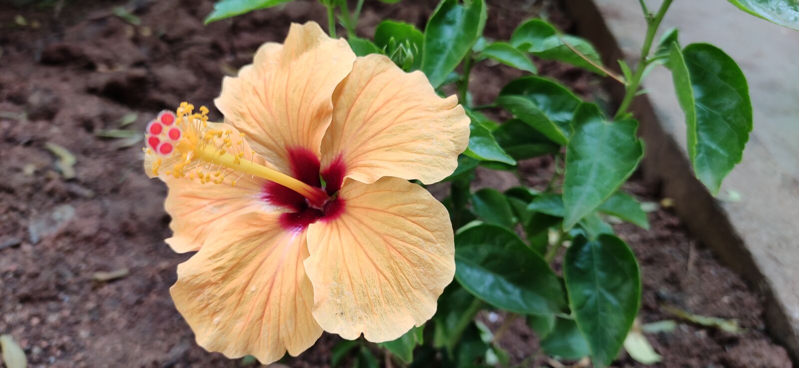 Xiaomi Redmi Note 7 Pro sample photo. Hibiscus, flower, yellow photography
