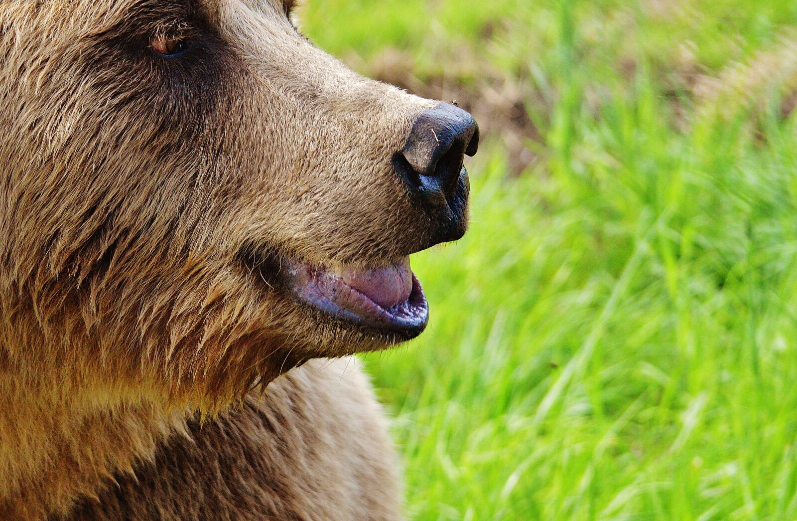 Nikon D3200 sample photo. European brown bear, wild photography