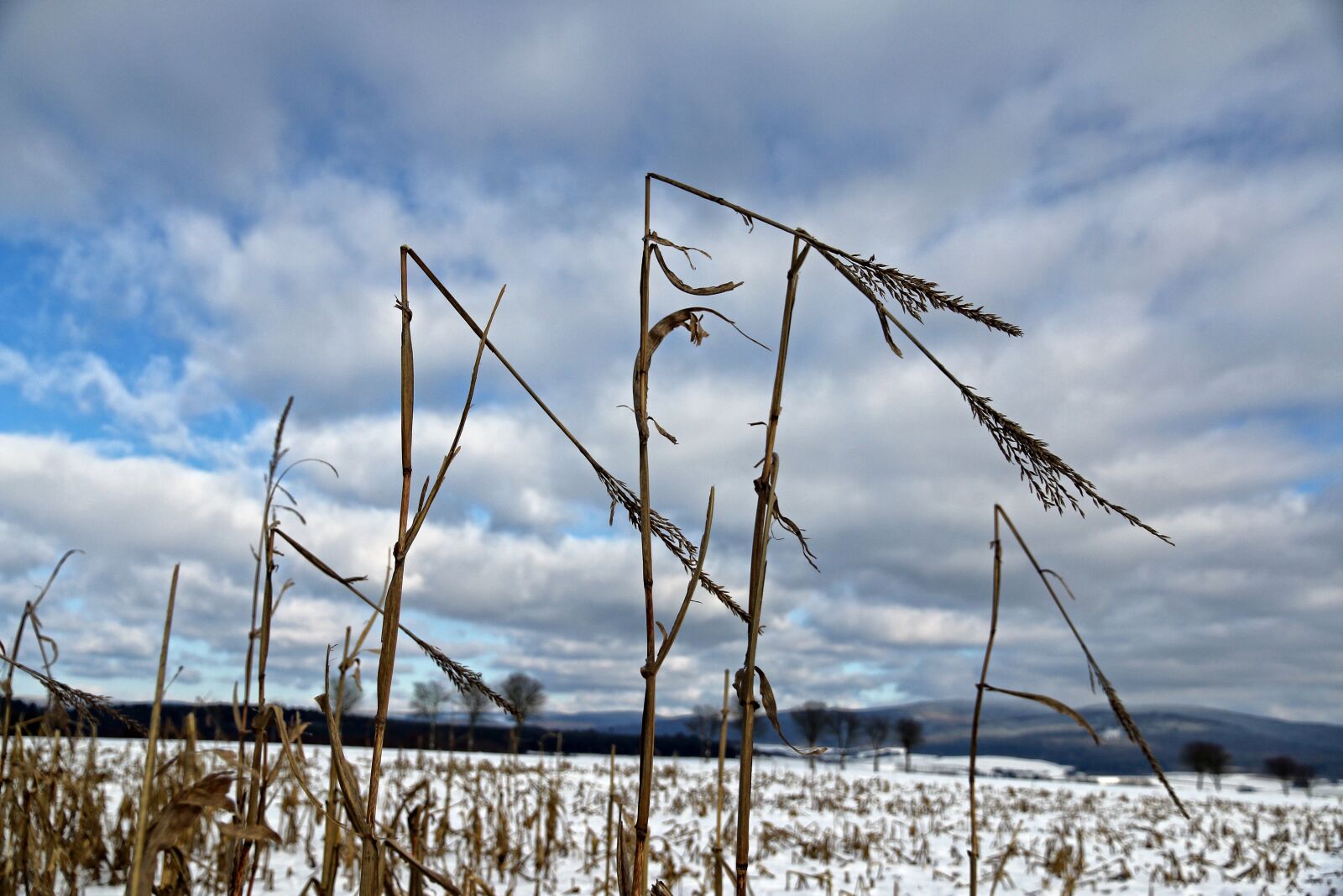Canon EOS 70D sample photo. Grain, winter, snow photography