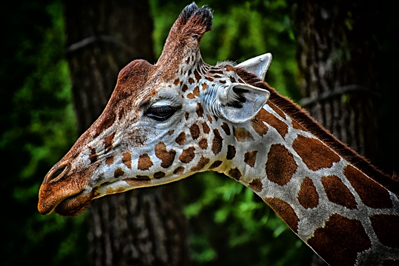 Nikon D7200 sample photo. Giraffe, zoo, animal photography