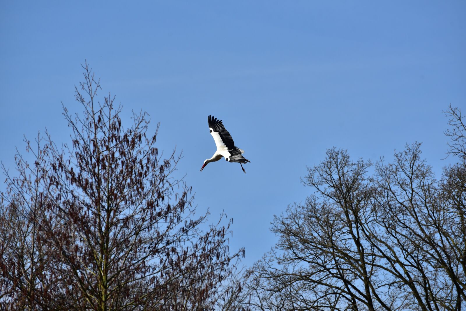 Nikon D750 sample photo. Stork, sky, flying photography