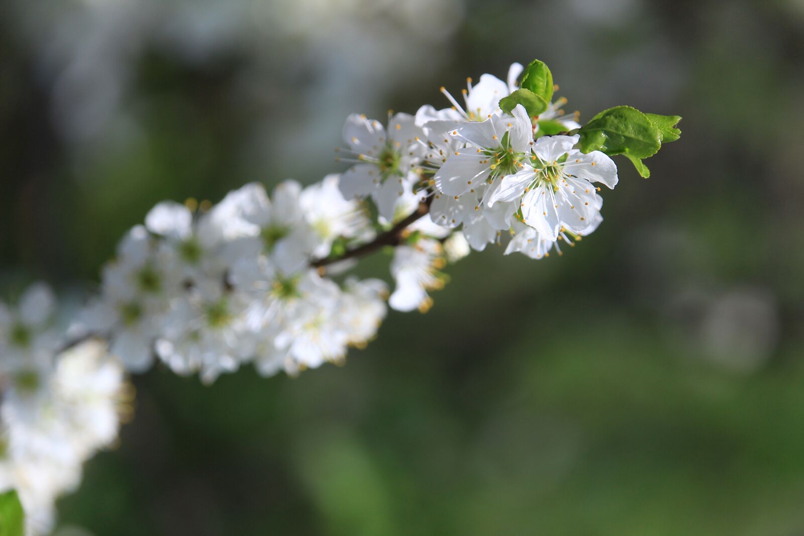 Canon EF-S 55-250mm F4-5.6 IS STM sample photo. Blossom, plants, apple tree photography