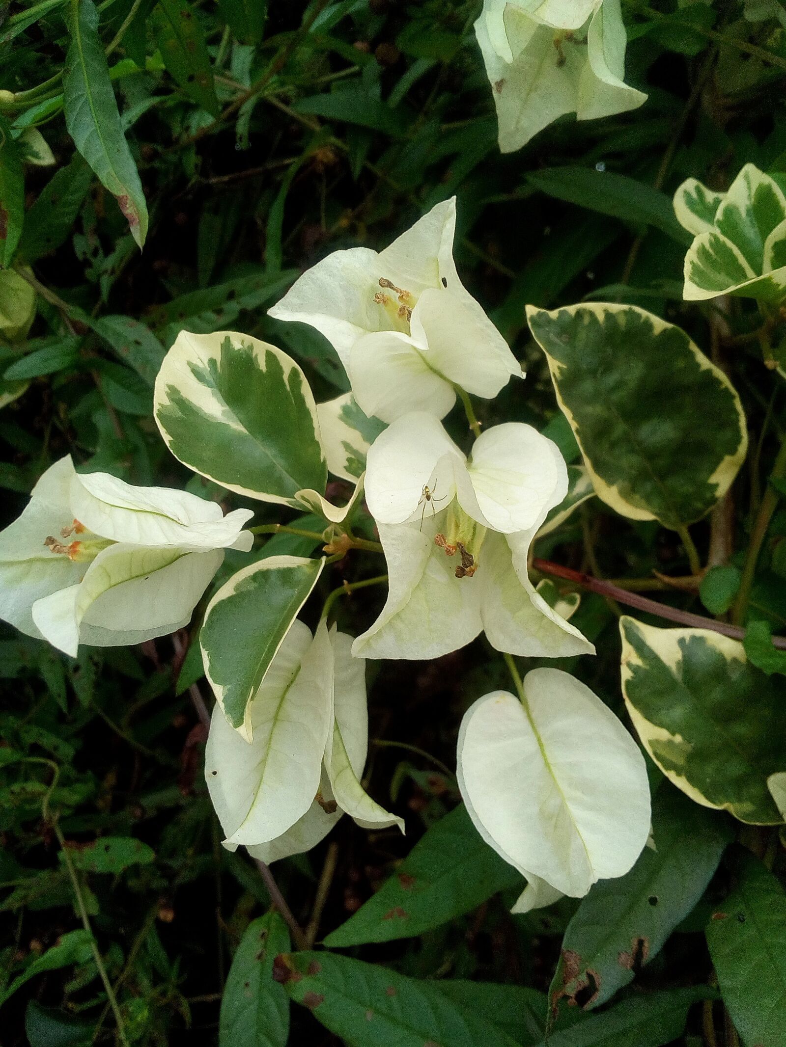 WIKO LENNY3 sample photo. Bougainvillea, flower, nature photography