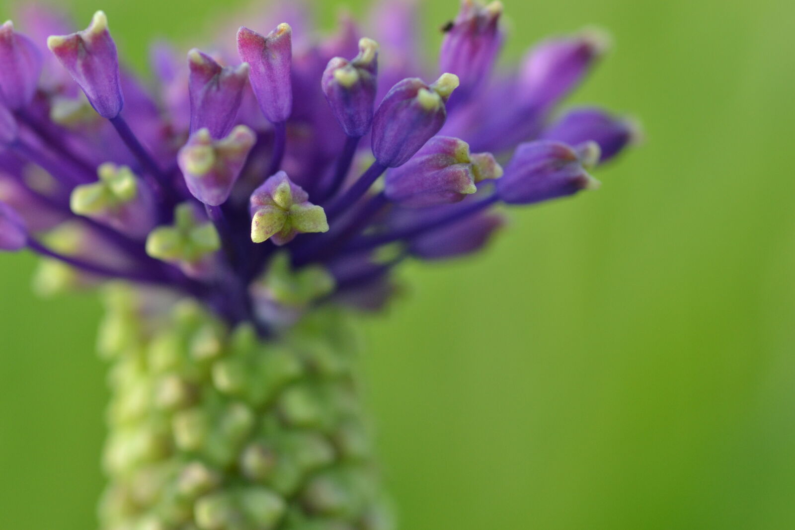 Nikon D3100 sample photo