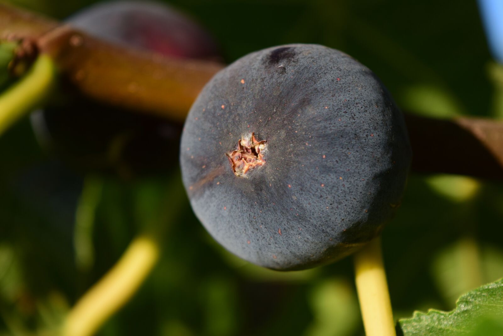 Nikon D3300 sample photo. Fig, blue, close up photography
