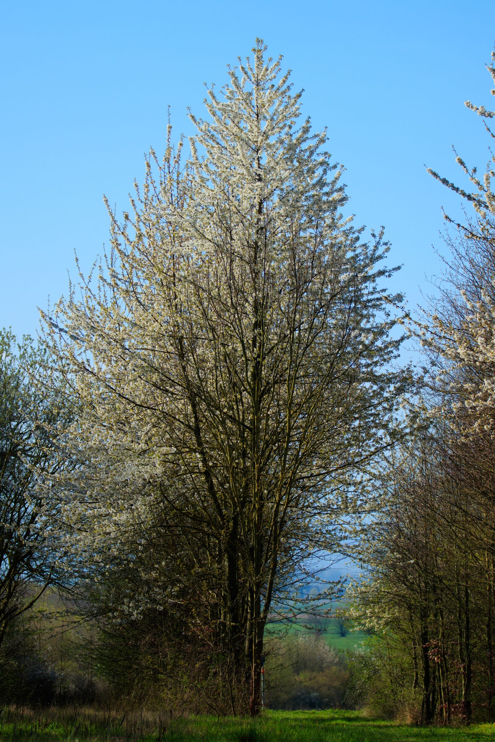 Canon EOS 80D sample photo. Tree, bloom, spring photography