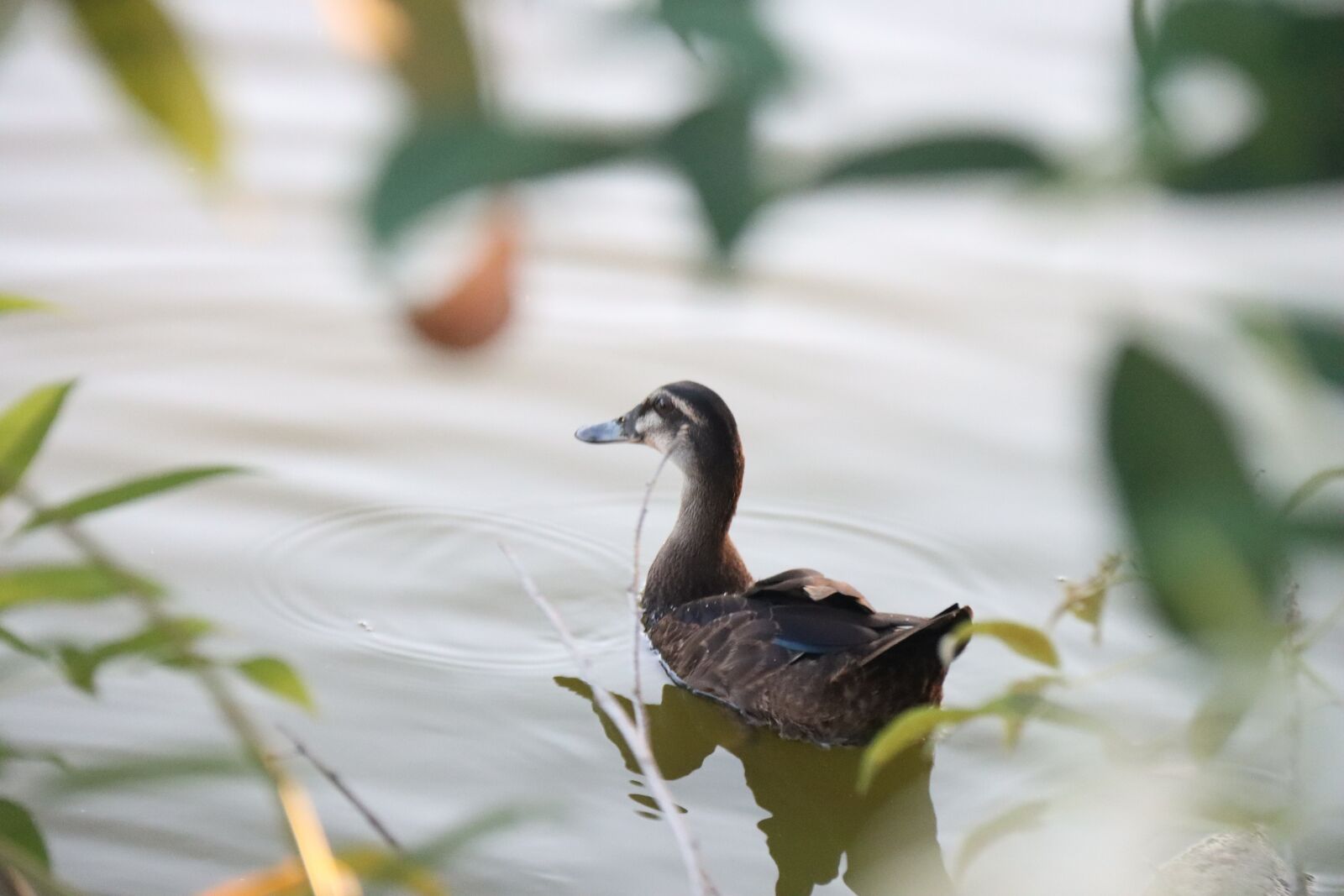 Canon EOS 90D sample photo. Duck child, duck, small photography