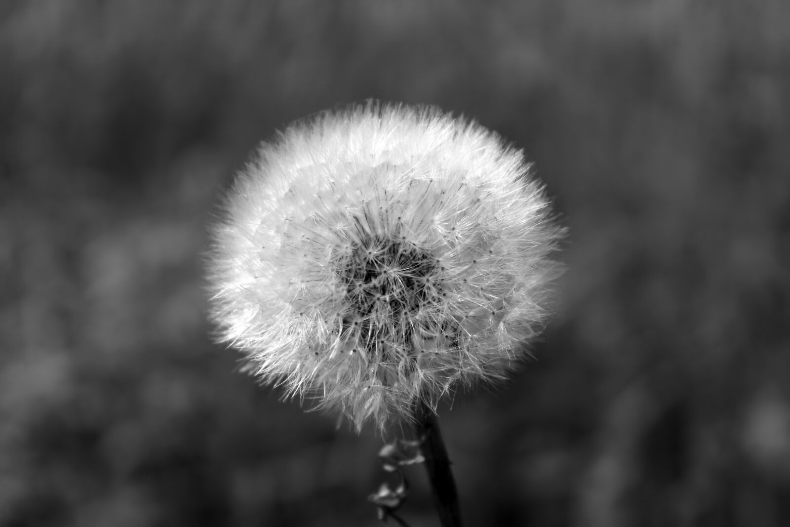 Canon EOS 1200D (EOS Rebel T5 / EOS Kiss X70 / EOS Hi) sample photo. Dandelion, fluffy, close up photography