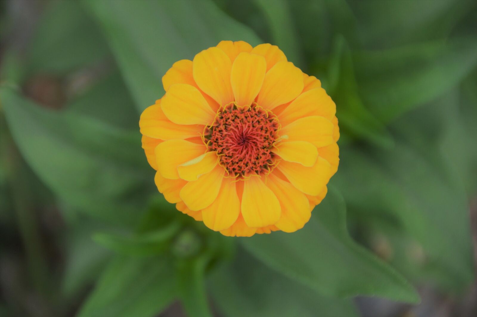Nikon D3200 sample photo. Zinnia, flower, garden photography