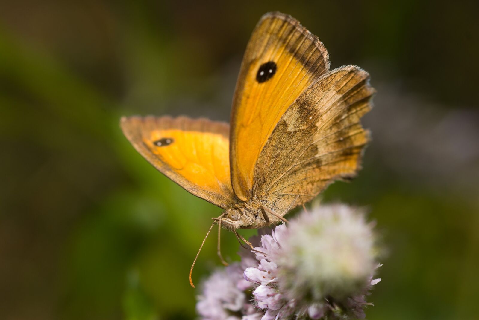 Nikon D200 sample photo. Butterfly, wings, insect photography
