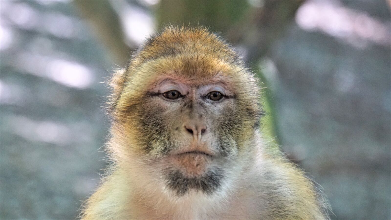 Sony E 18-200mm F3.5-6.3 OSS LE sample photo. Barbary ape, monkey, animal photography