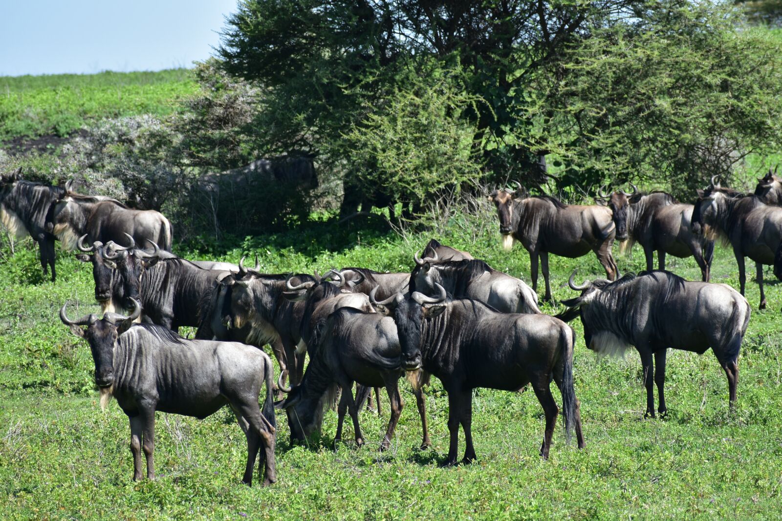 Nikon D7200 sample photo. Tanzania, africa, animals photography