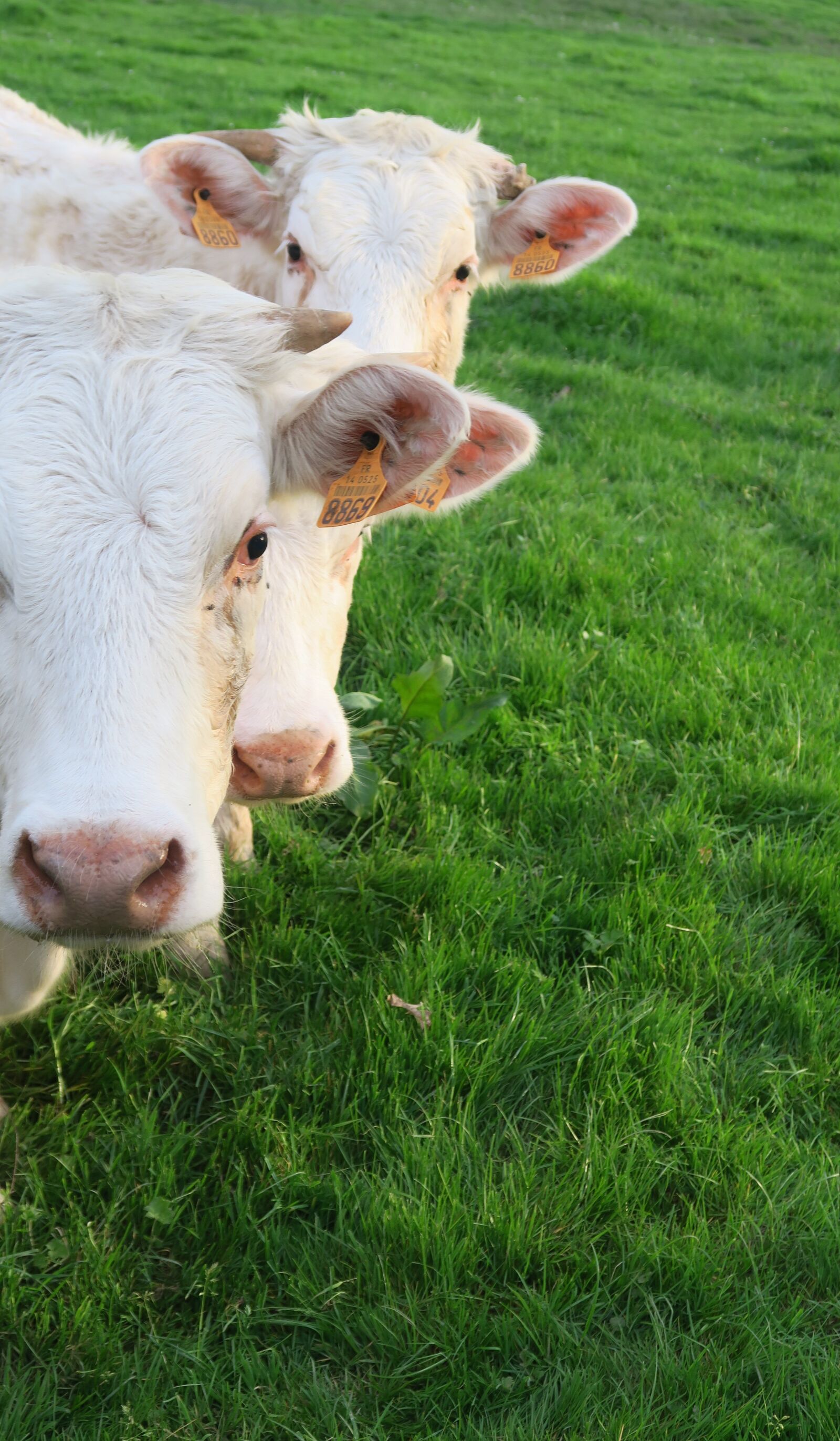 Canon PowerShot G5 X sample photo. Lawn, agro-industry, livestock photography