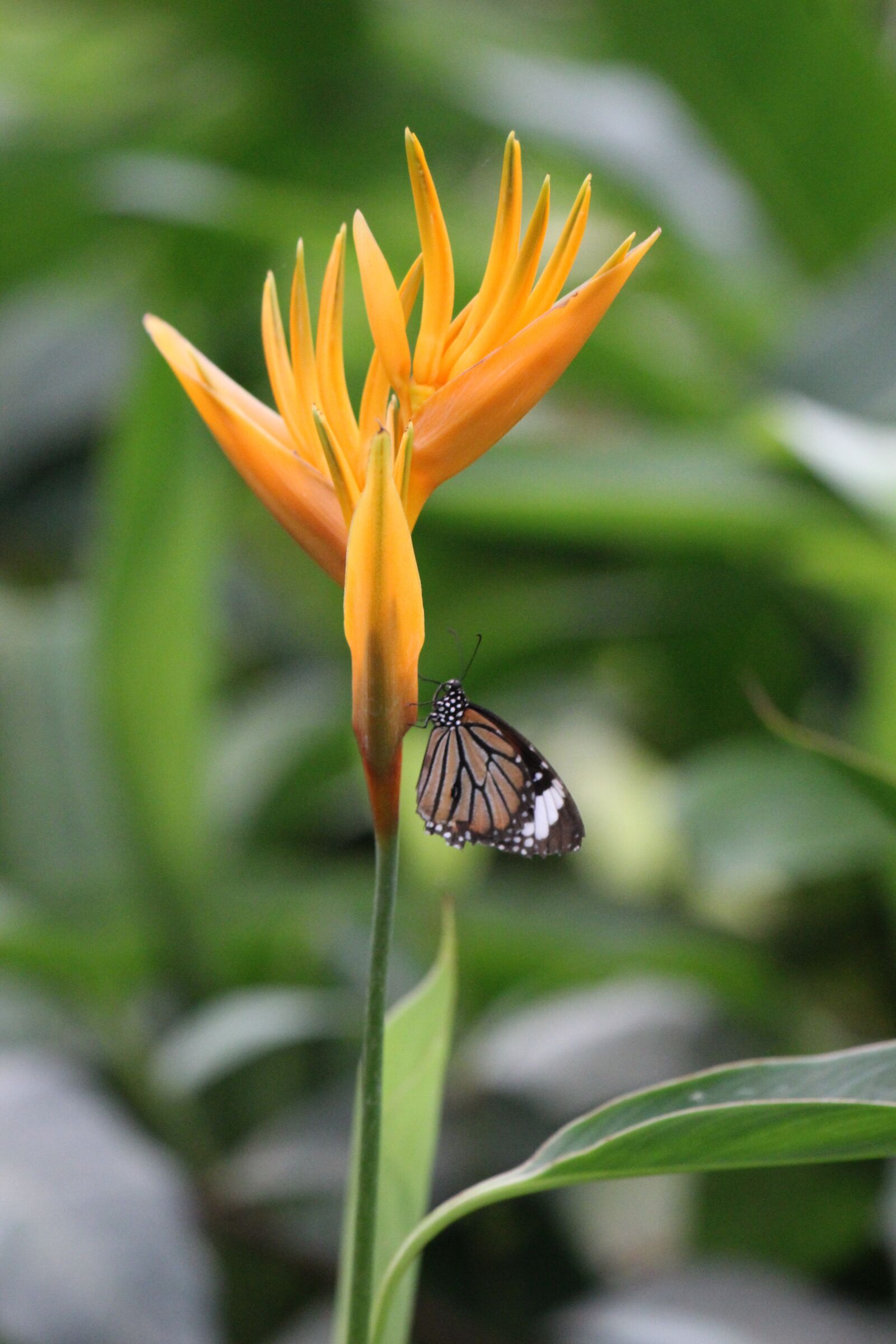 Canon EF 70-300 F4-5.6 IS II USM sample photo. Butterfly, flower, nature photography