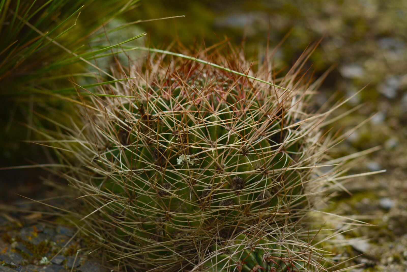 Nikon D7100 sample photo. Cactus, nature, plant photography