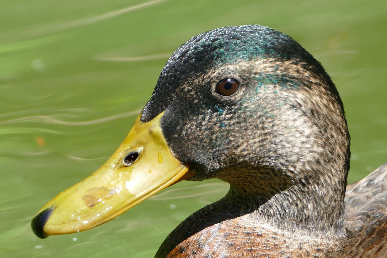 Panasonic Lumix DMC-FZ1000 sample photo. Duck, water, pond photography