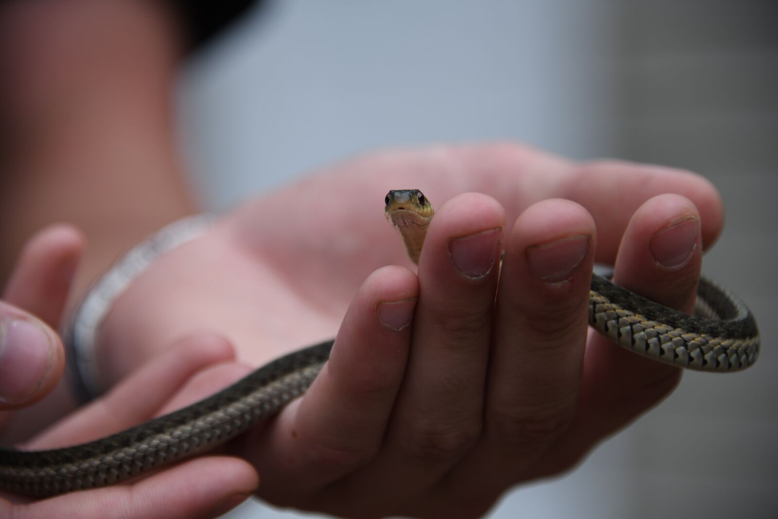Nikon D850 sample photo. Snake, small, fear photography