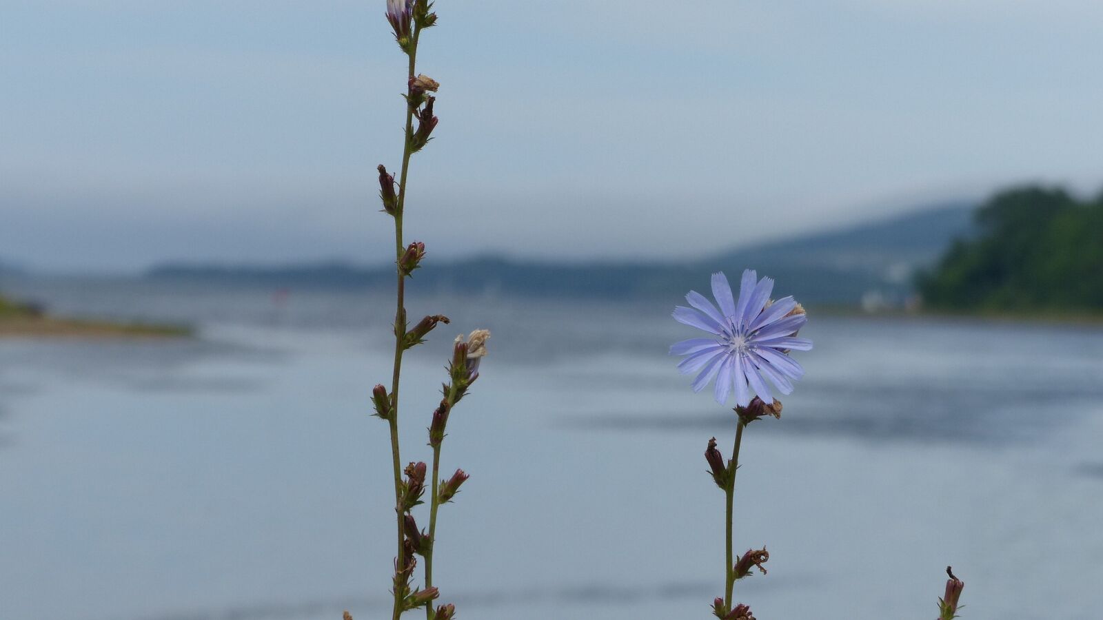 Panasonic Lumix DMC-FZ200 sample photo. Wildflower, blue flower, chicory photography