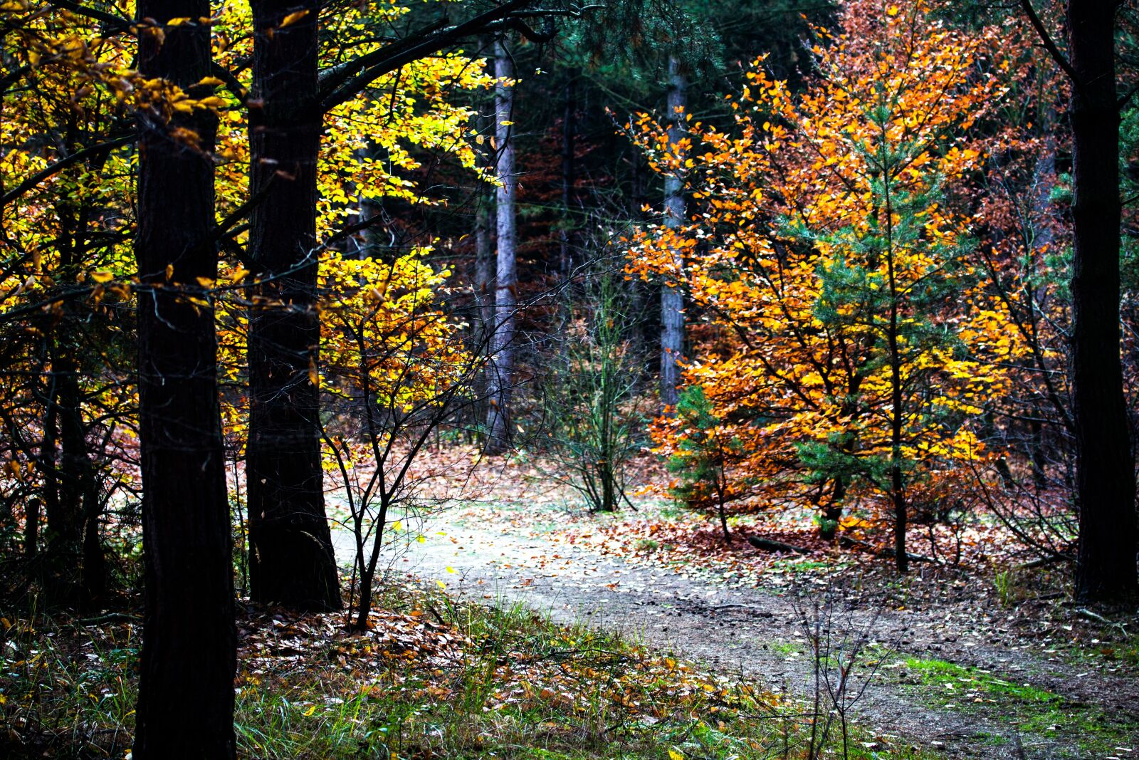 Canon EF-S 60mm F2.8 Macro USM sample photo. Autumn, autumn colours, fall photography