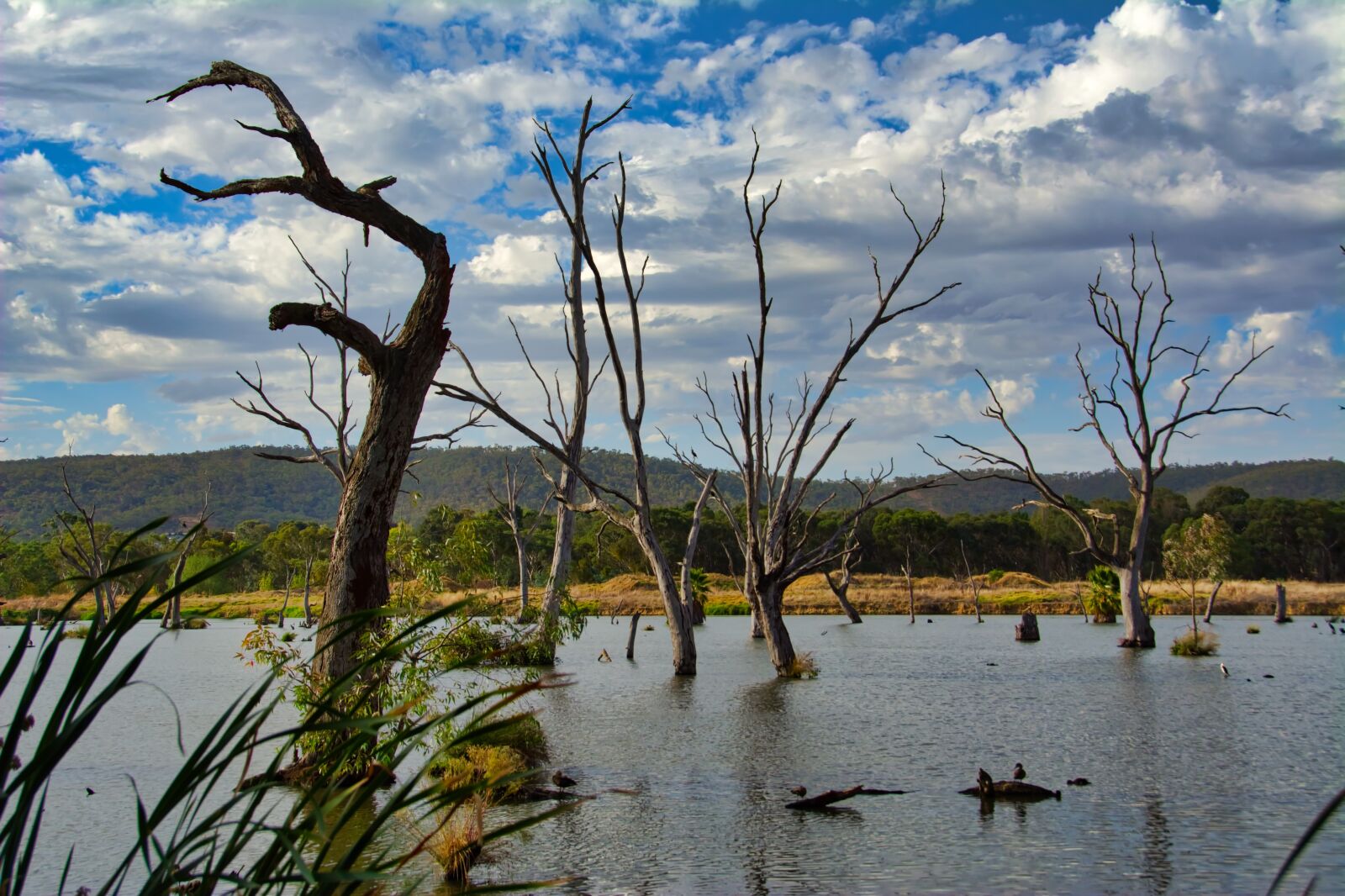 Nikon D5200 sample photo. Lake, lagoon, dead photography