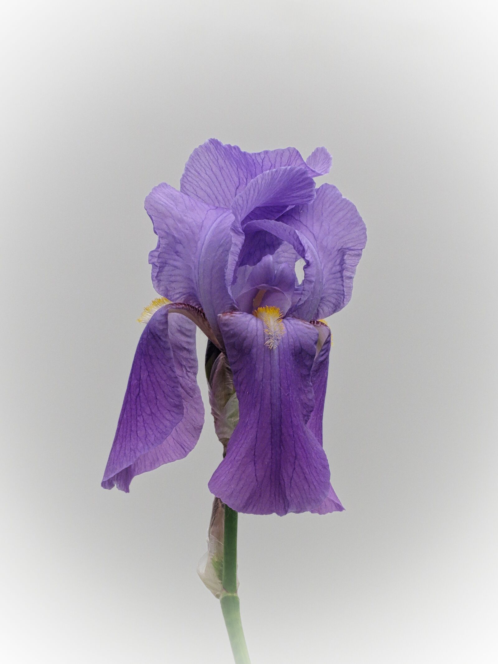 Canon PowerShot SX40 HS sample photo. Flower, iris, rhizomes photography