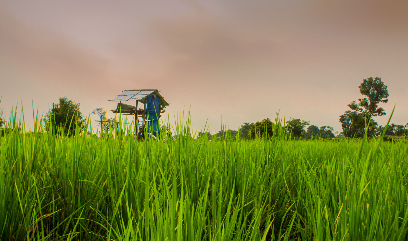 Canon EOS 700D (EOS Rebel T5i / EOS Kiss X7i) sample photo. Cultivation, green, house, paddy photography