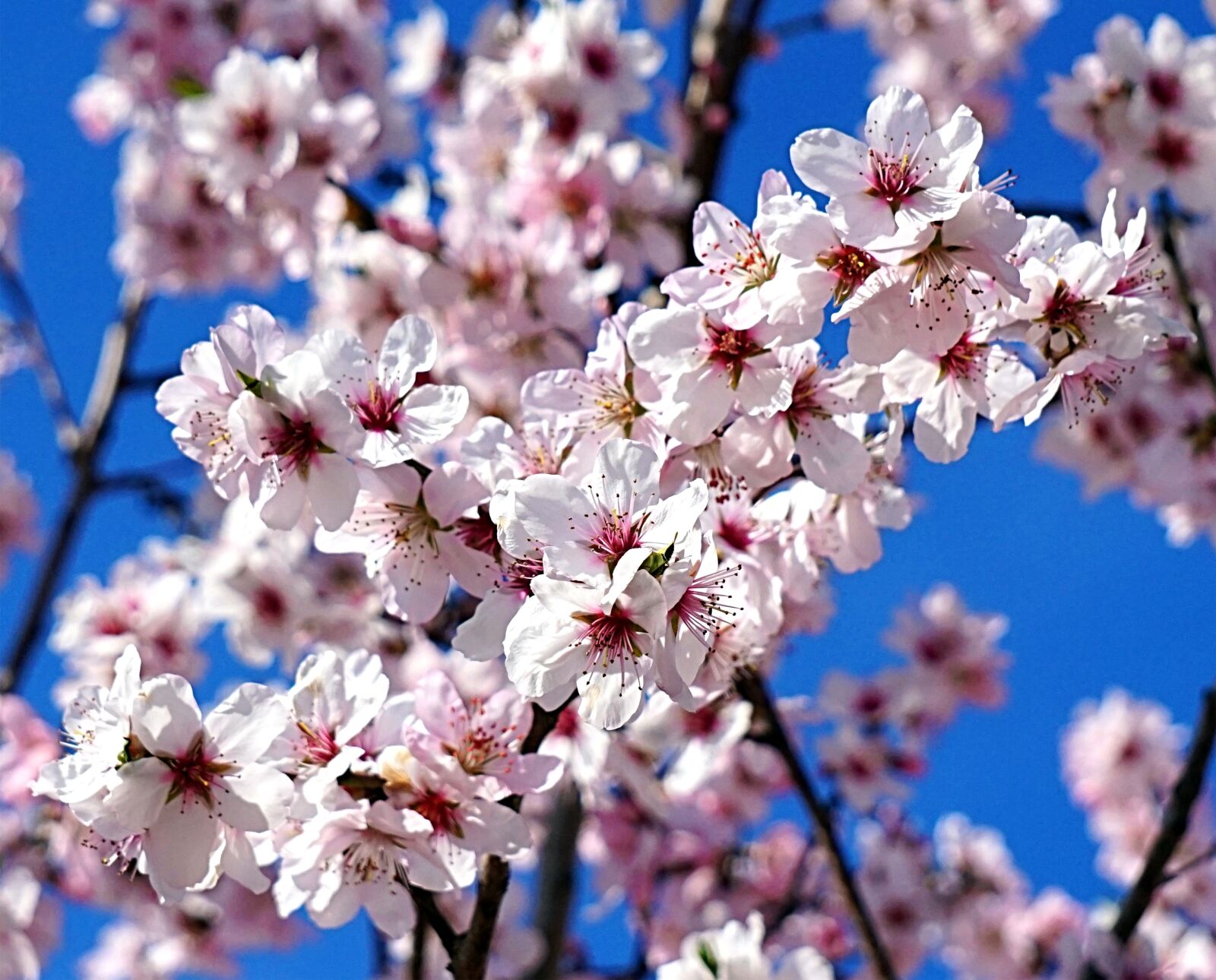 Sony Alpha a5000 (ILCE 5000) + Sony E 55-210mm F4.5-6.3 OSS sample photo. Almond tree, blossom, bloom photography
