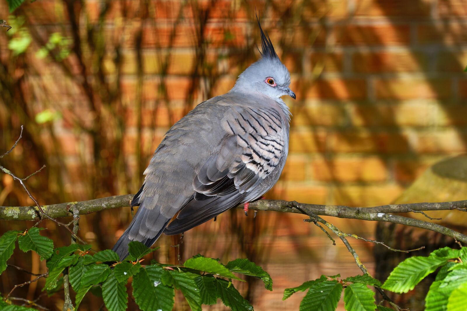 Sony a99 II + 105mm F2.8 sample photo. Bird, dove, petite photography