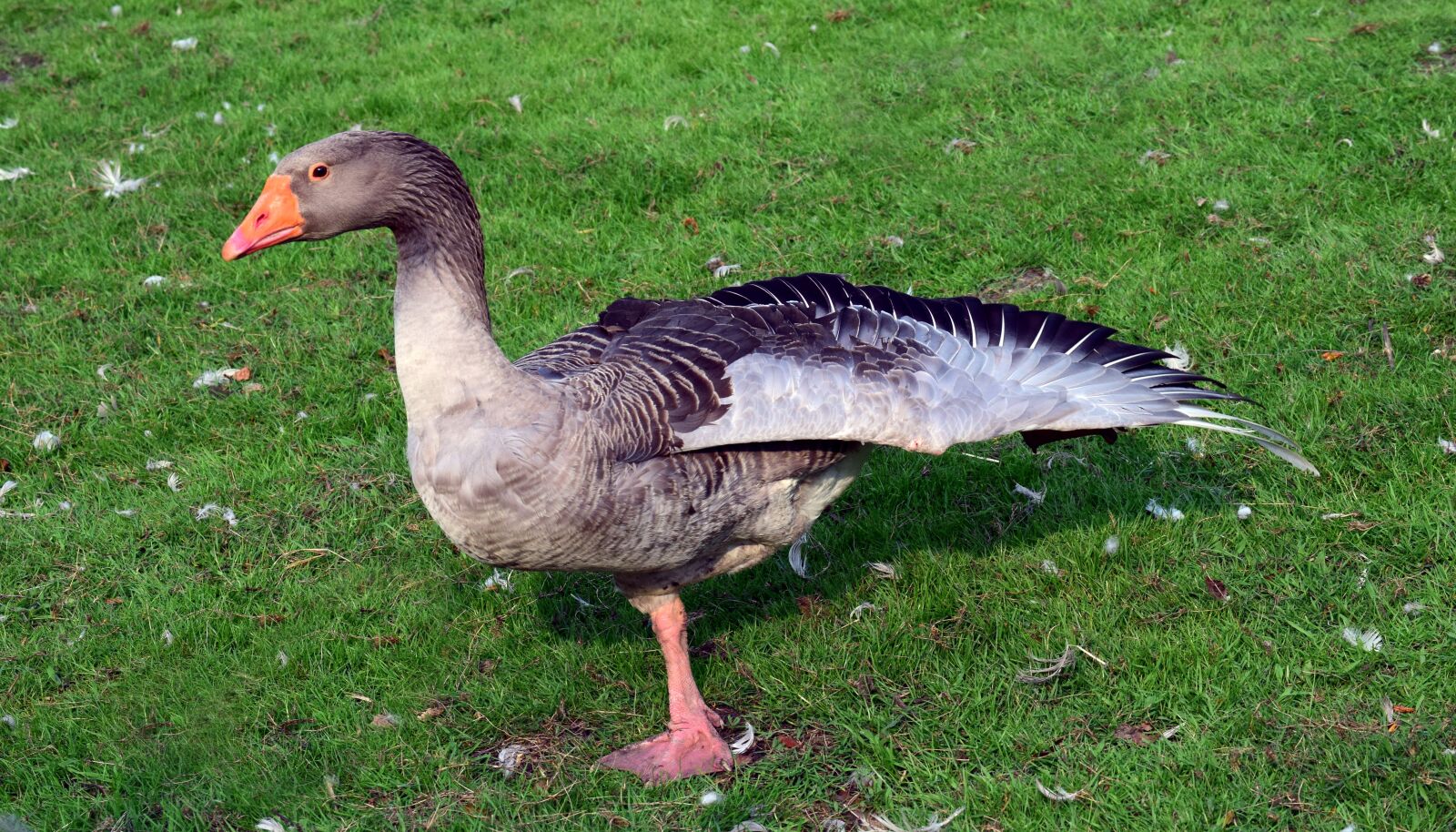 Nikon D3300 sample photo. Goose, duck, bird photography