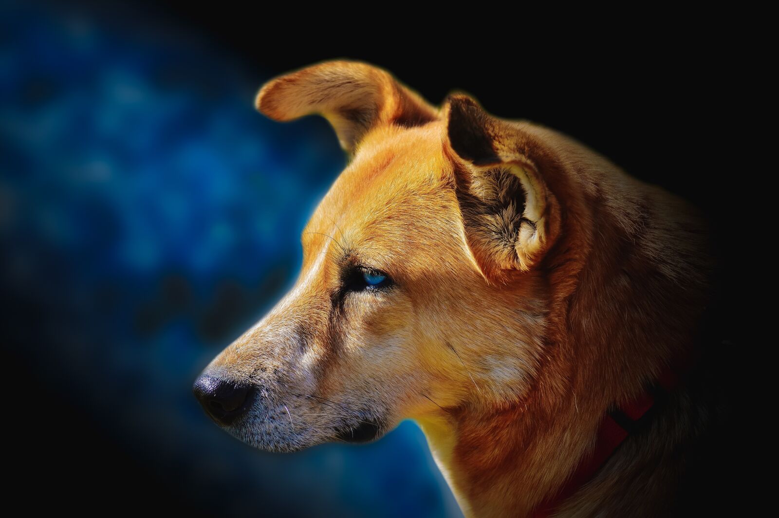 Sony a6000 + E 60mm F2.8 sample photo. Wallpaper, dog, pet photography