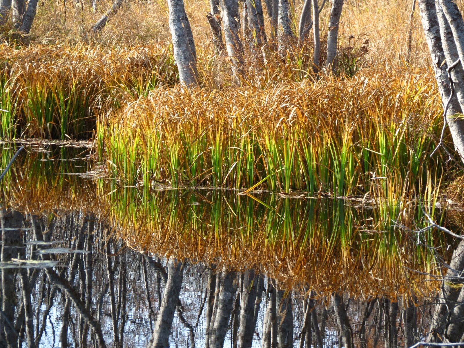 Canon PowerShot SX40 HS sample photo. Swamp, tundra, grass photography