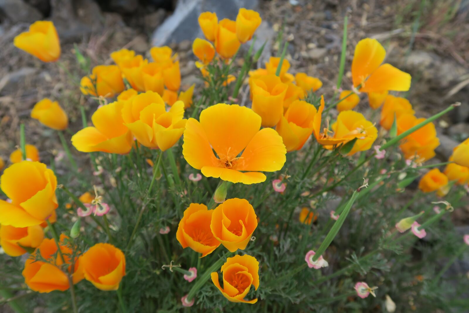 Canon PowerShot G7 X sample photo. Flowers, mood, yellow photography