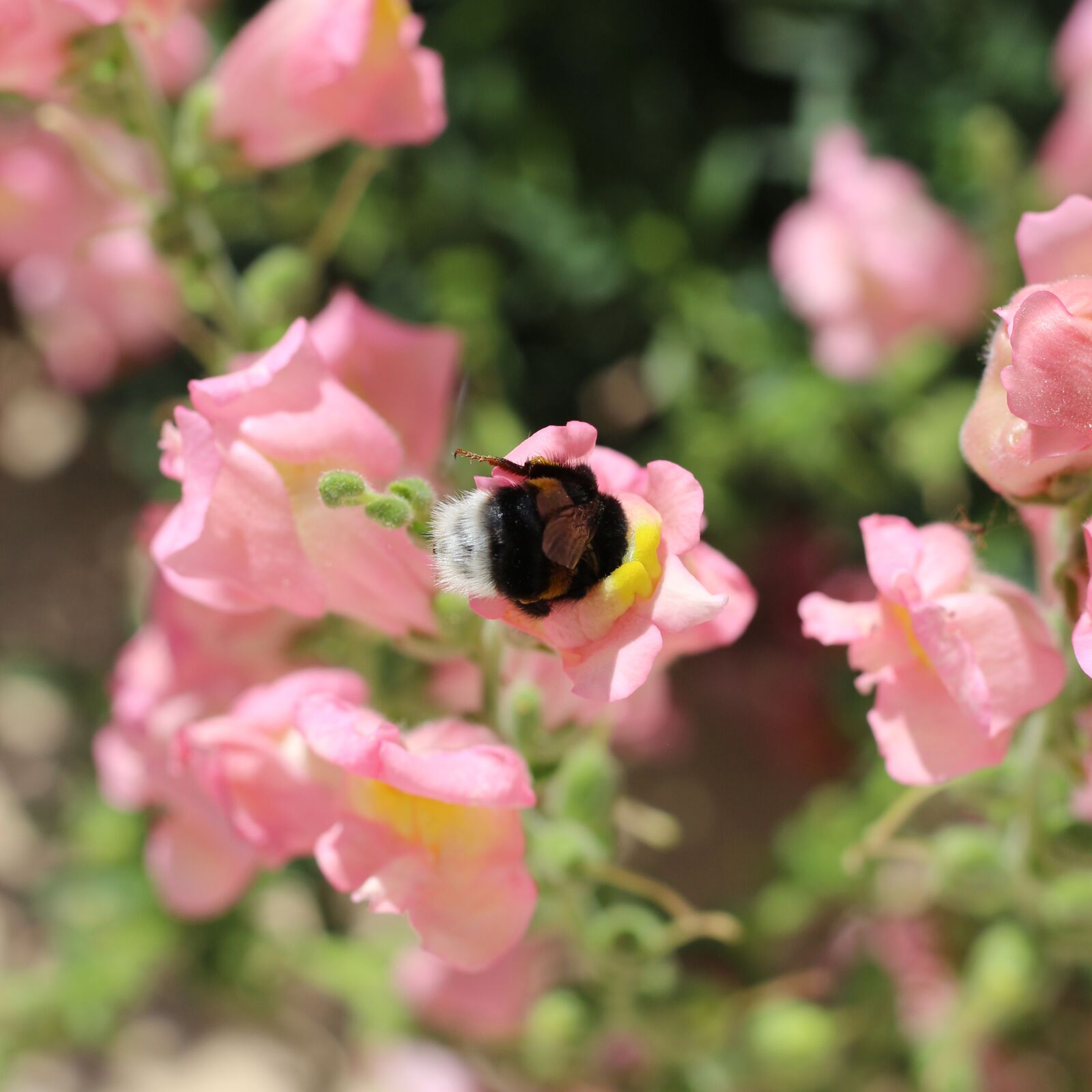 Canon EOS 700D (EOS Rebel T5i / EOS Kiss X7i) sample photo. Insect, bumblebee, nature photography