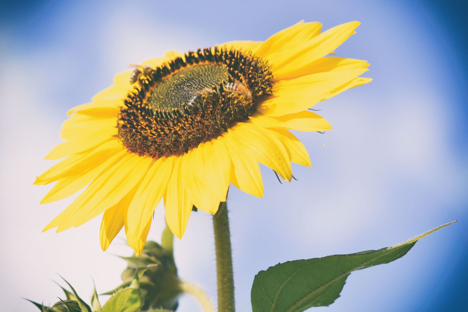 Nikon D7200 sample photo. Bees, sunflower, yellow photography