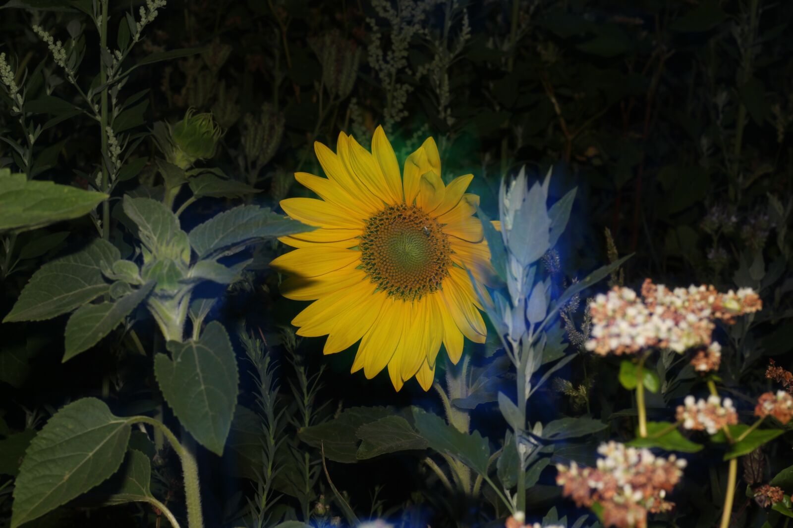 Canon EOS 1300D (EOS Rebel T6 / EOS Kiss X80) + Canon EF 50mm F1.8 STM sample photo. Nature, sunflower, shining photography