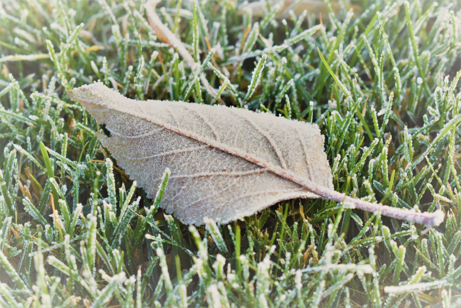 Nikon D5500 sample photo. Frost, mature, cold sheet photography