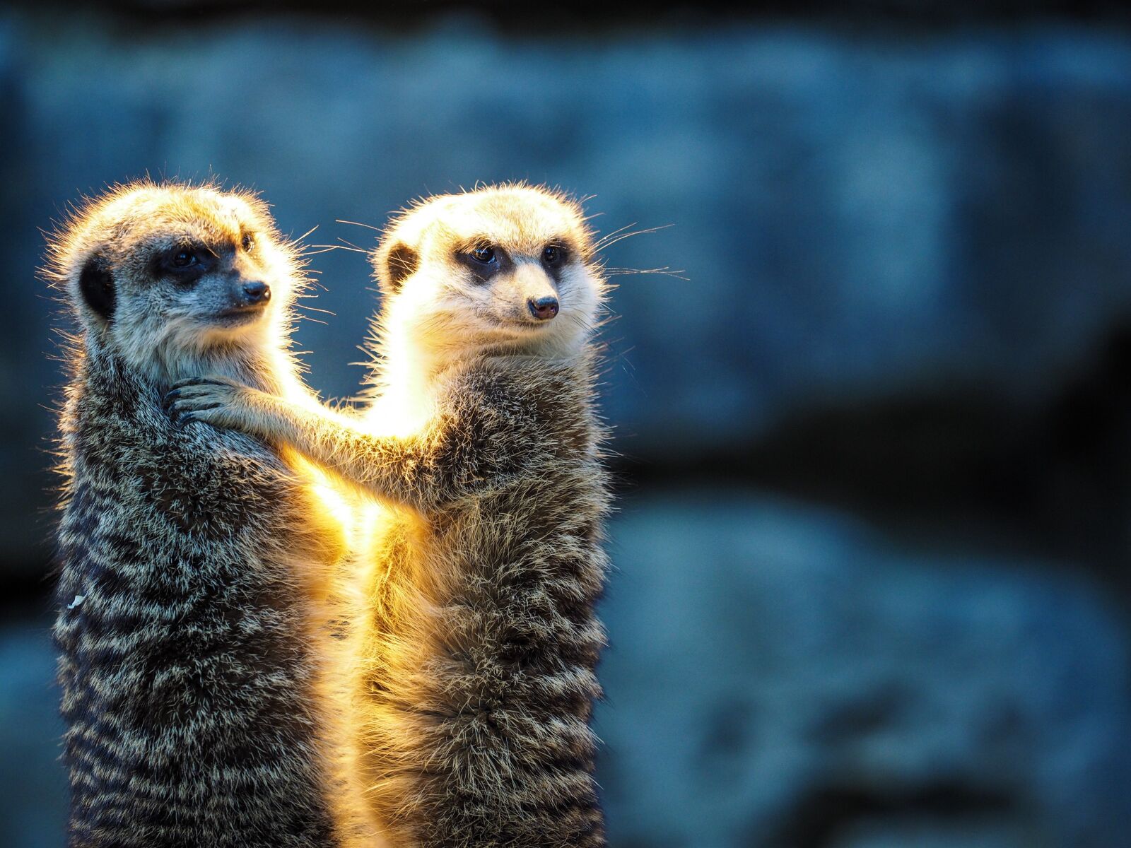 Olympus OM-D E-M1 sample photo. Meerkat, animal, mammal photography