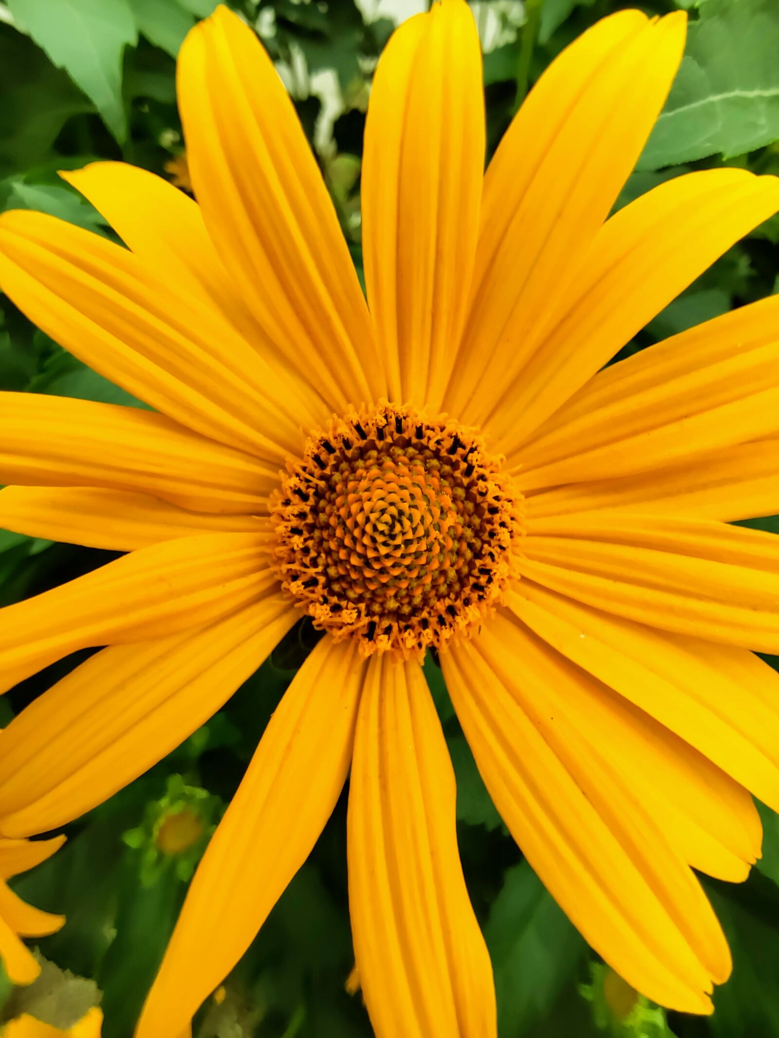 Xiaomi MI 9 sample photo. Flower, yellow, sunflower photography