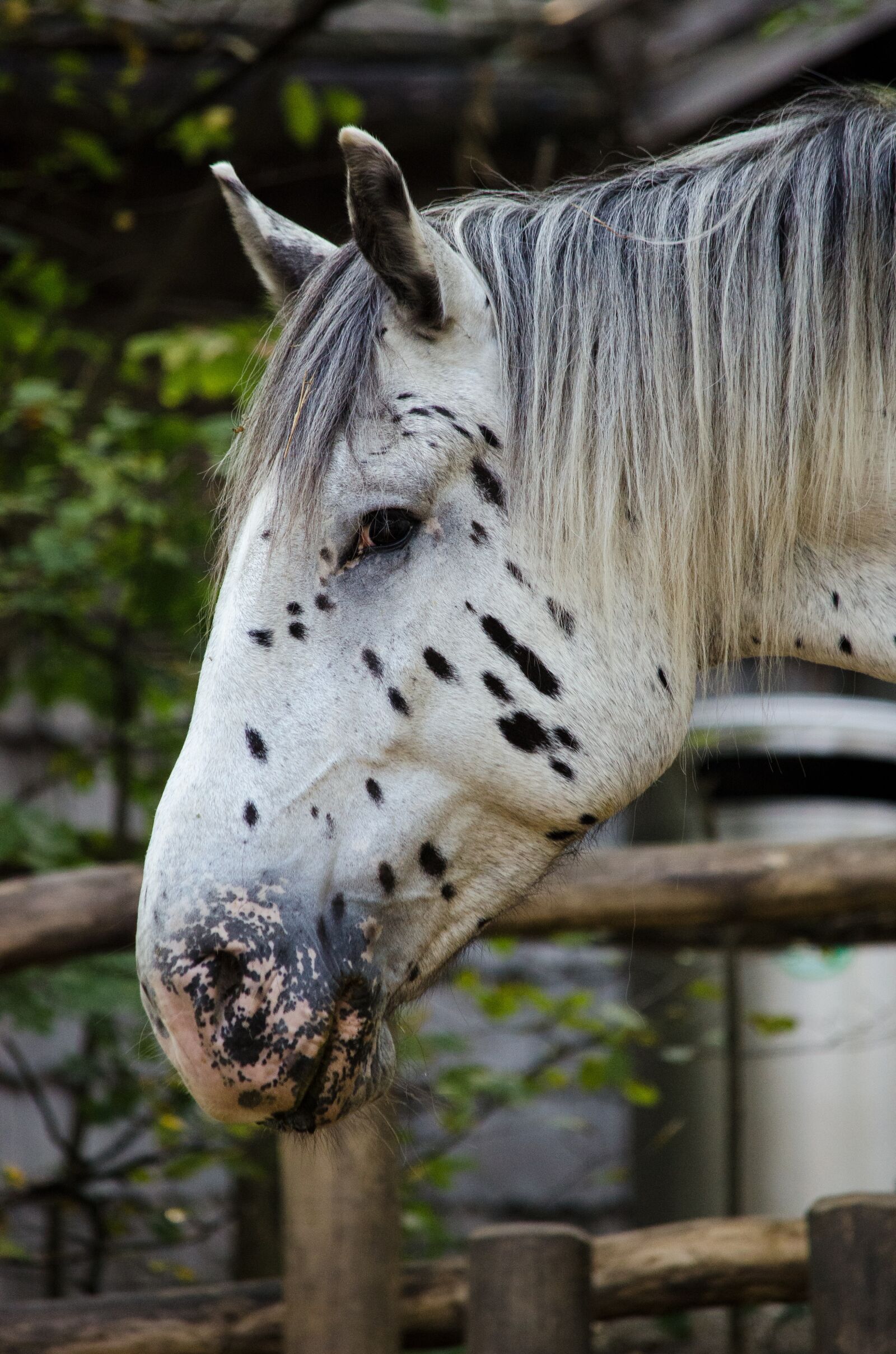Nikon D5100 sample photo. Horse, noriker, mare photography