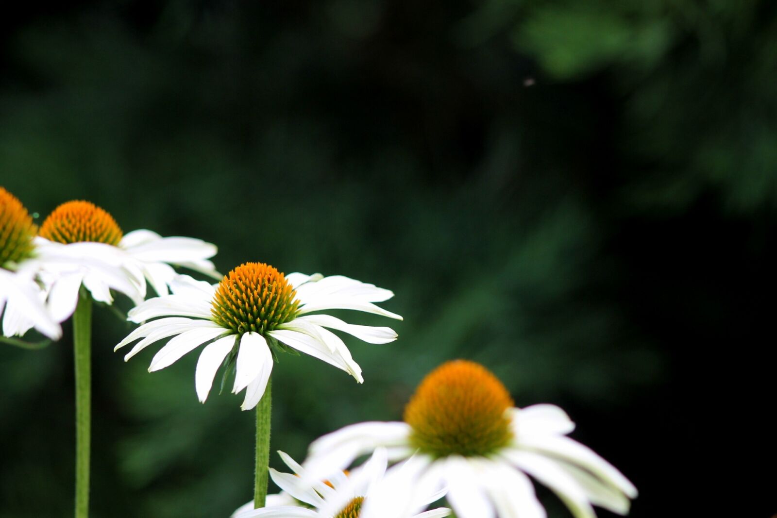 Canon EF75-300mm f/4-5.6 sample photo. State garden show, blossom photography