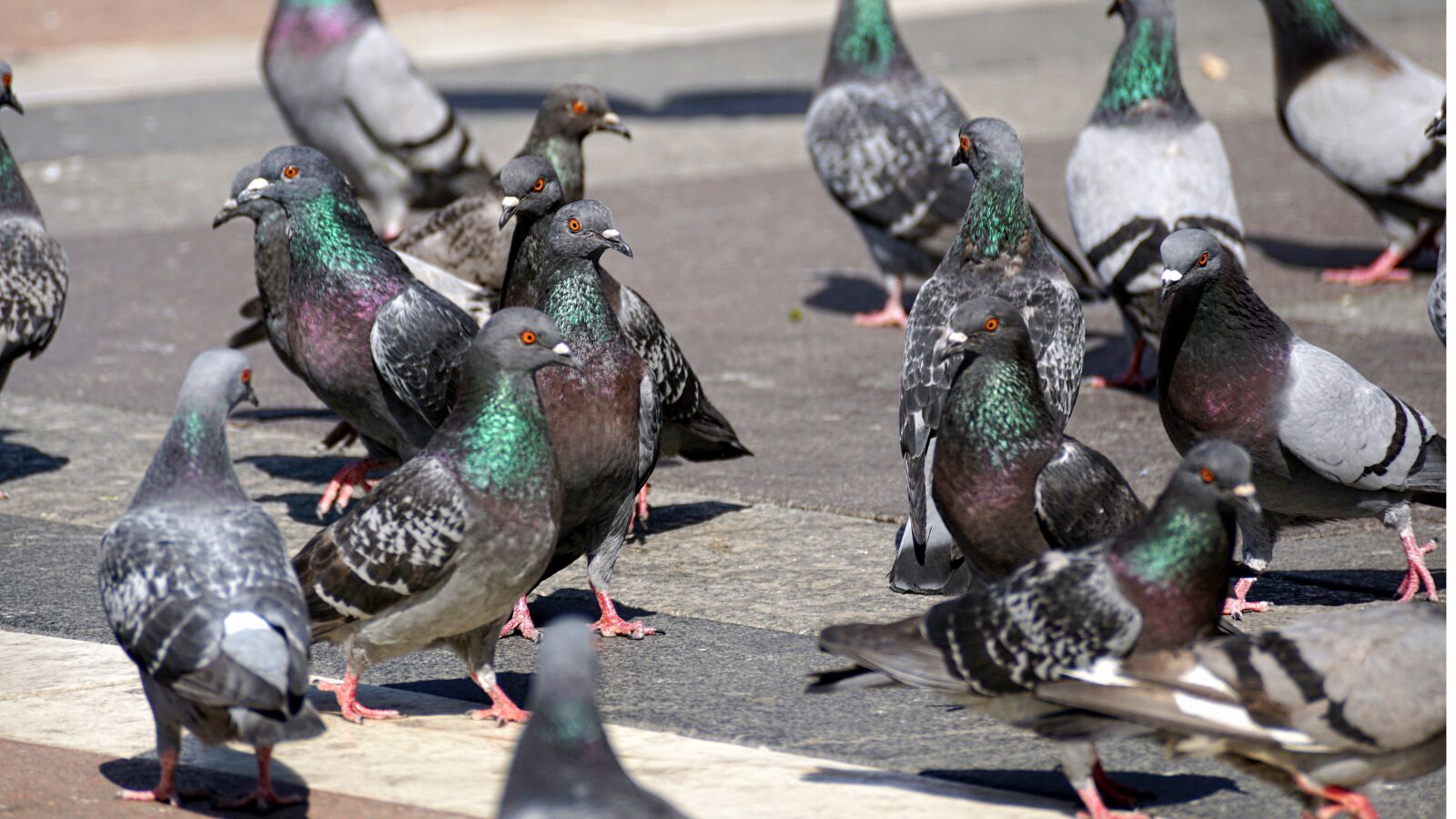 Sony ILCA-77M2 sample photo. Pigeons, feed, flying photography
